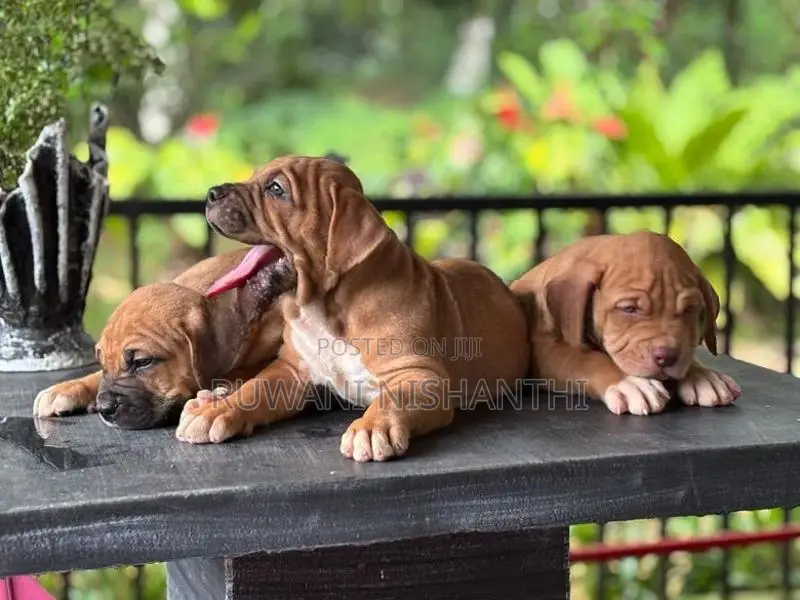 American Bully XL