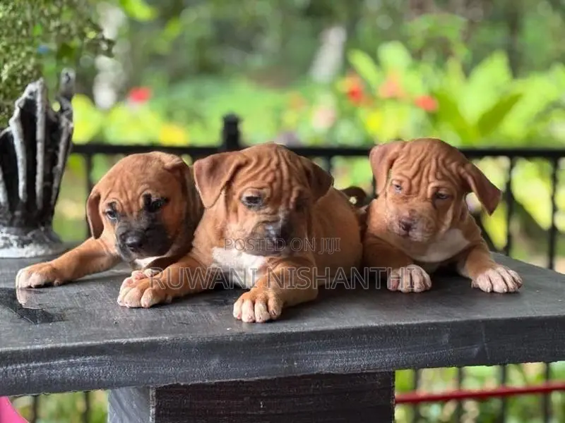 American Bully XL