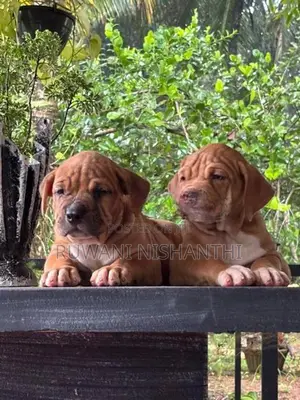 American Bully XL