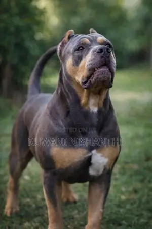 American Bully XL