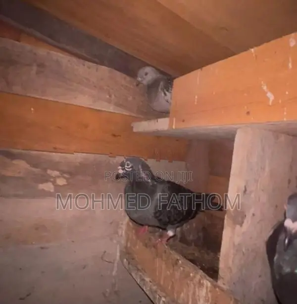 Racing pigeon