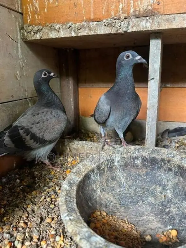 Racing pigeon