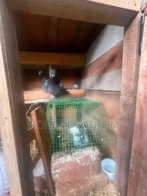 Racing pigeon