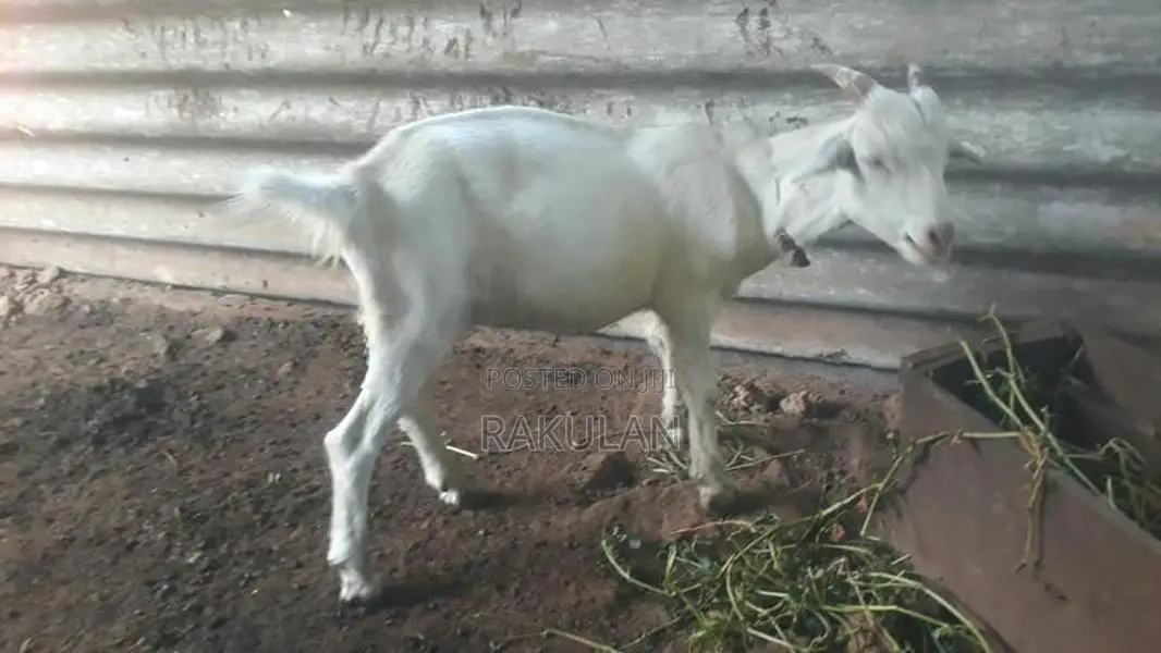 ஆடுகள்