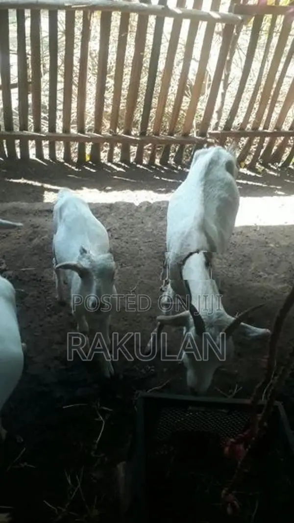 ஆடுகள்