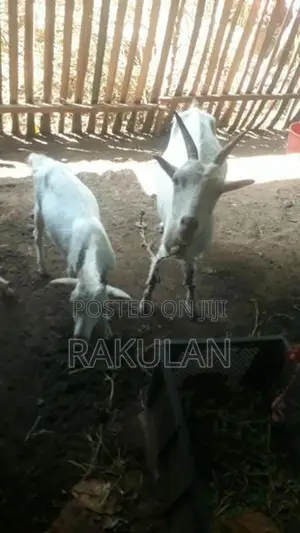 ஆடுகள்