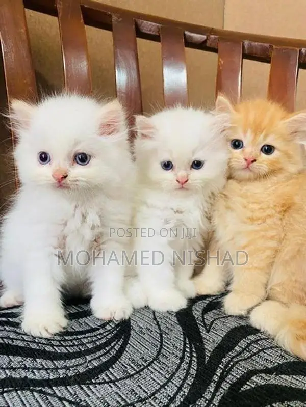 Persian Kitten