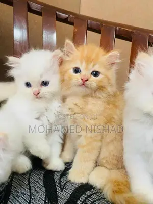 Persian Kitten