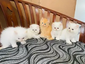 Persian Kitten