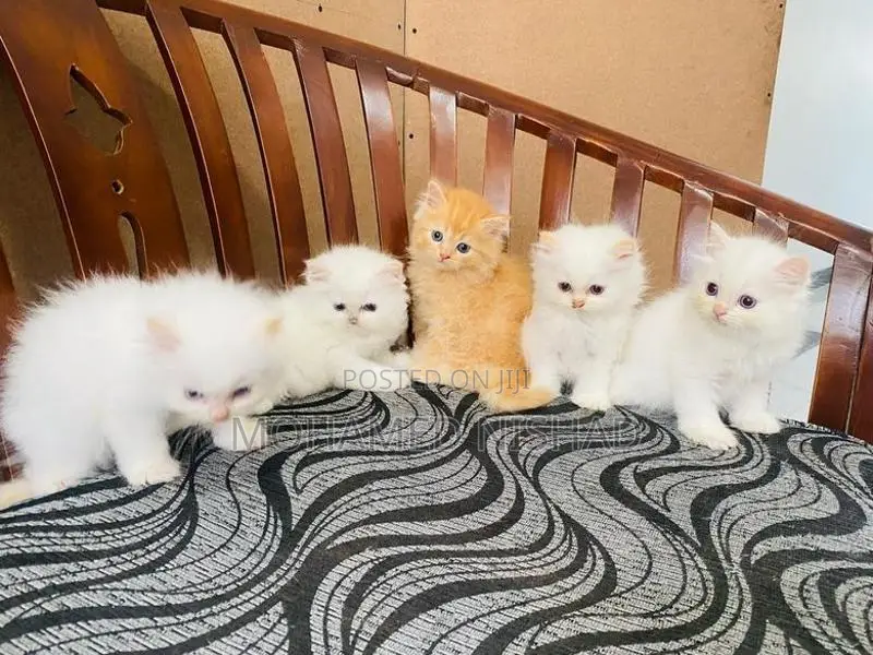 Persian Kitten