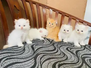 Persian Kitten