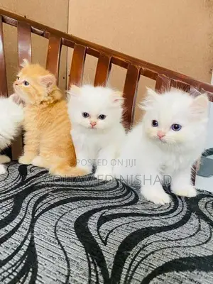 Persian Kitten