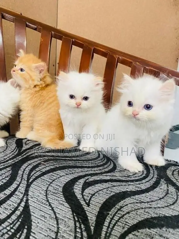 Persian Kitten