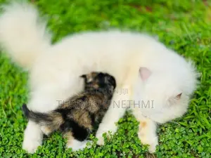 Persian Mix Cat