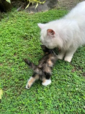 Persian Mix Cat