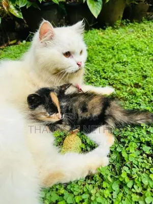 Persian Mix Cat