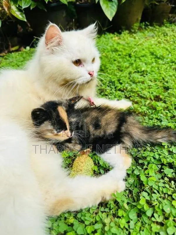 Persian Mix Cat