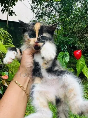 Persian Mix Cat