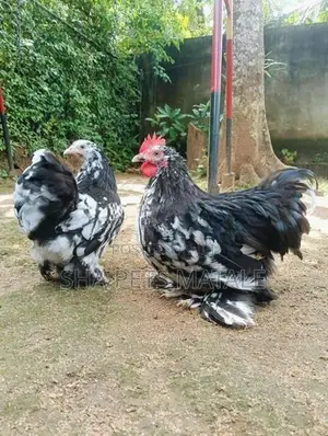 Cochin Bantam