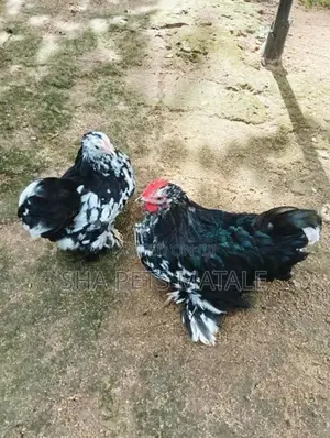 Cochin Bantam