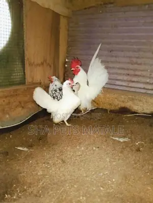 Cochin Bantam
