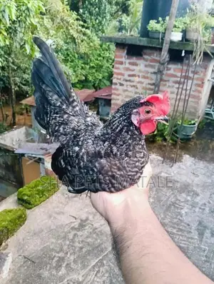 Cochin Bantam