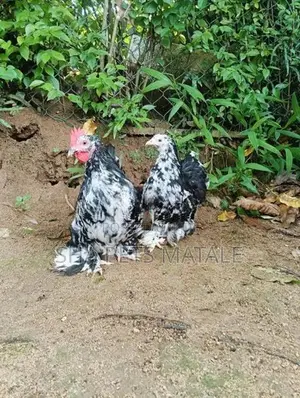 Cochin Bantam
