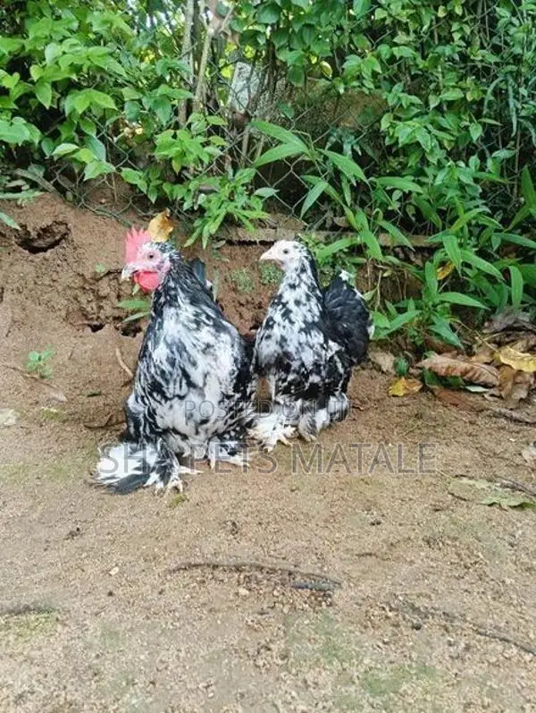 Cochin Bantam
