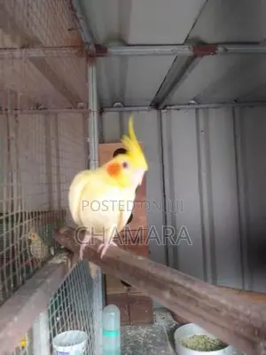 Cockatiel Birds