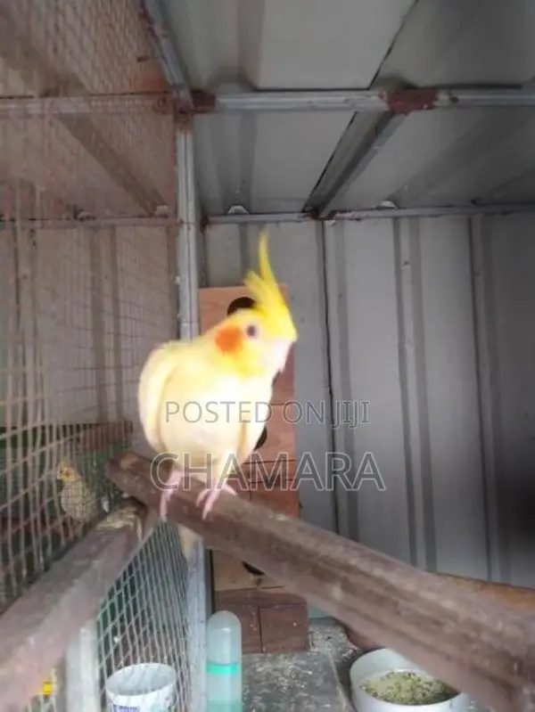 Cockatiel Birds