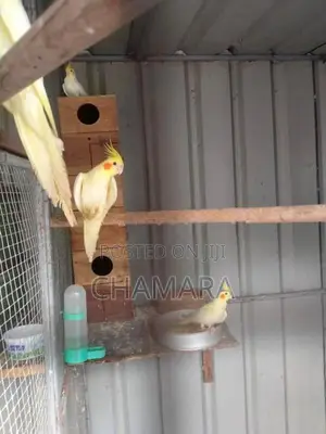 Cockatiel Birds