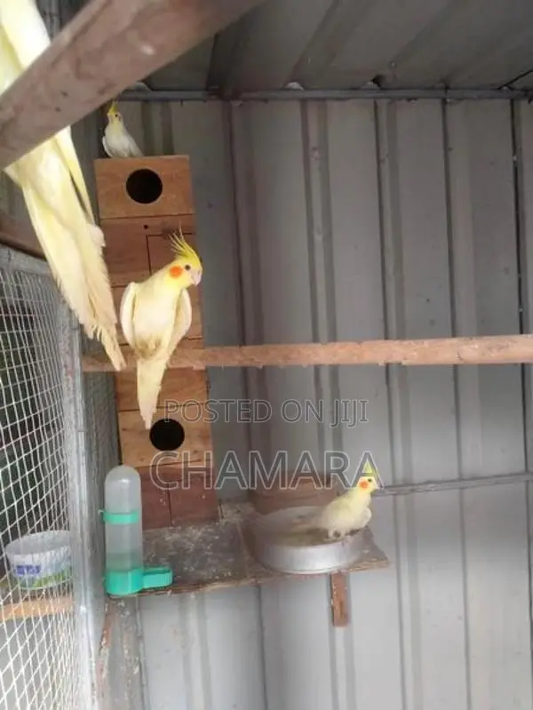 Cockatiel Birds
