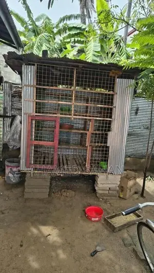 Pigeon Cage