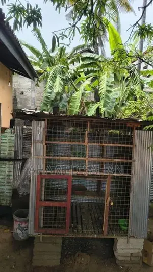 Pigeon Cage