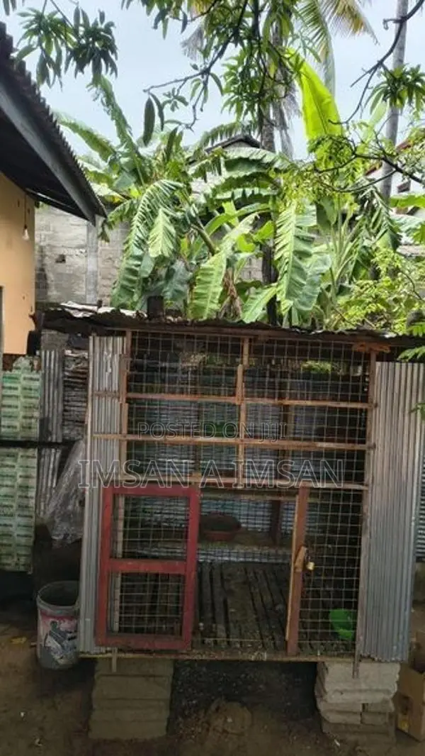 Pigeon Cage