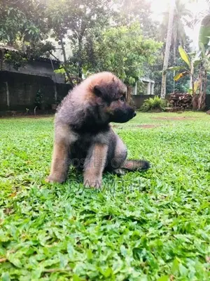 German Shepherd Long Coat