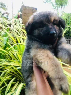 German Shepherd Long Coat