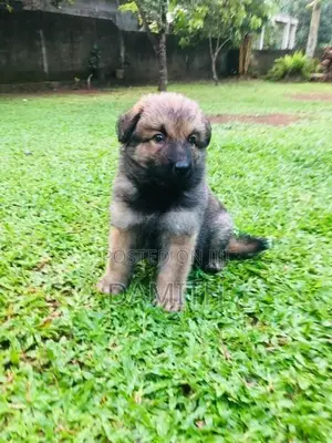 German Shepherd Long Coat