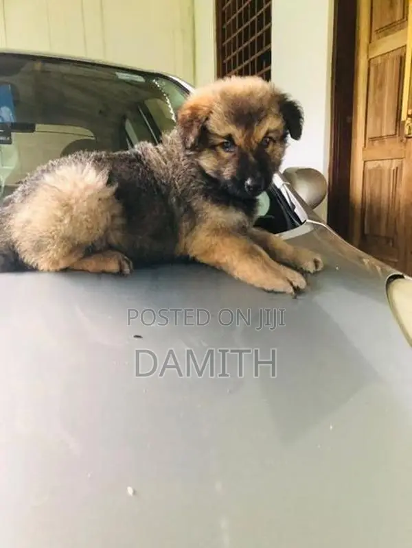 German Shepherd Long Coat