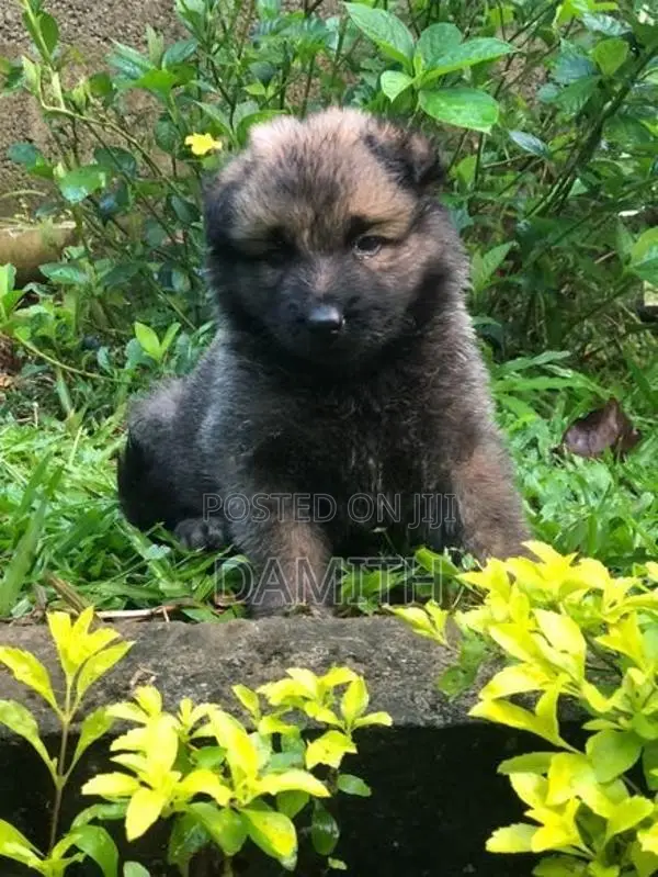 German Shepherd Long Coat