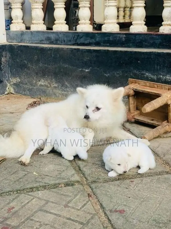 Lion Pomeranian Female