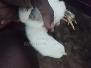 බ්‍රහ්මා පැටවුන් .
