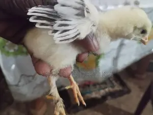 බ්‍රහ්මා පැටවුන් .