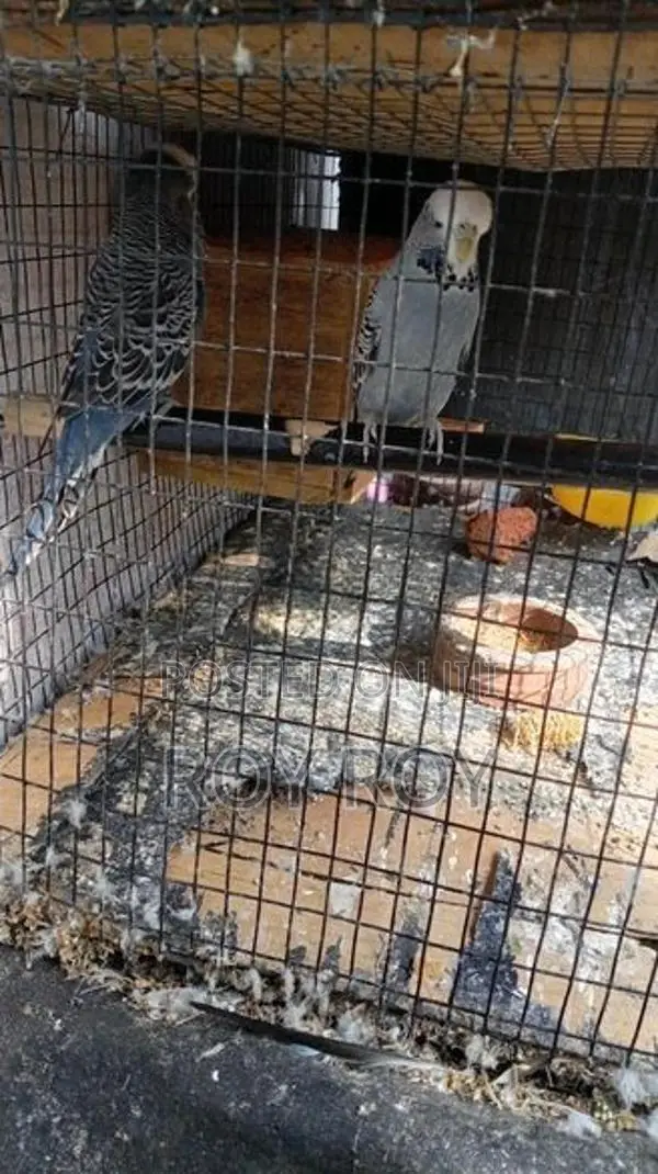 Exhibition Budgerigar