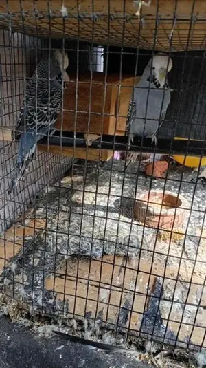 Exhibition Budgerigar