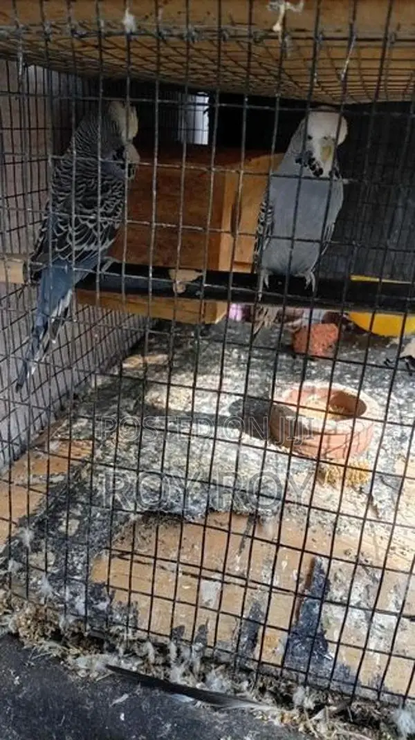 Exhibition Budgerigar
