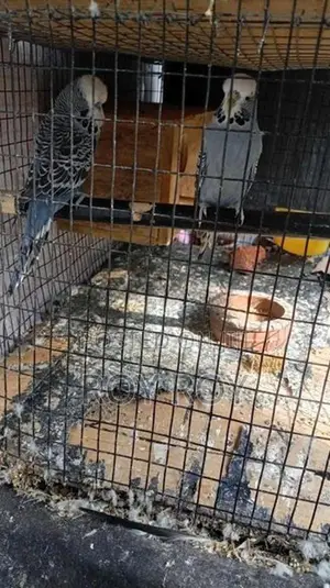 Exhibition Budgerigar