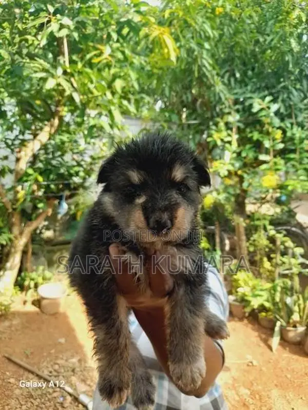 German Shepherd Puppies