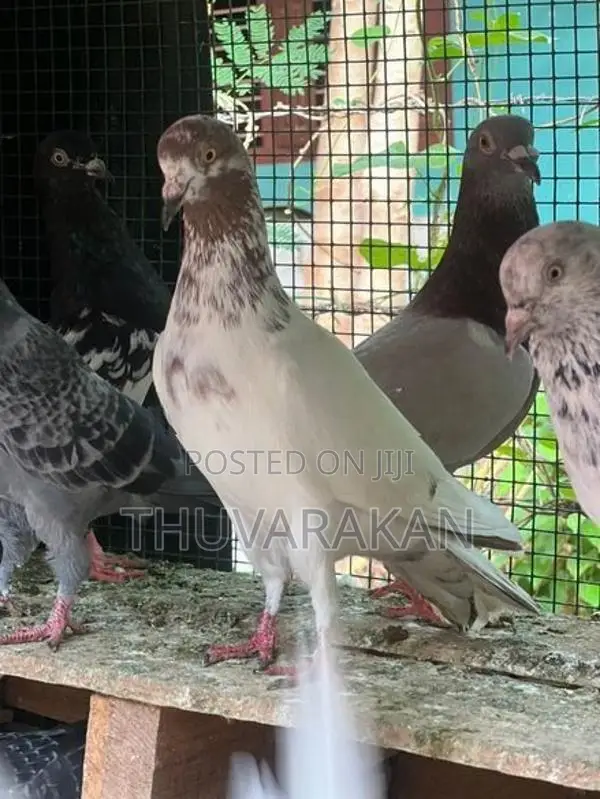 Timing Pigeon