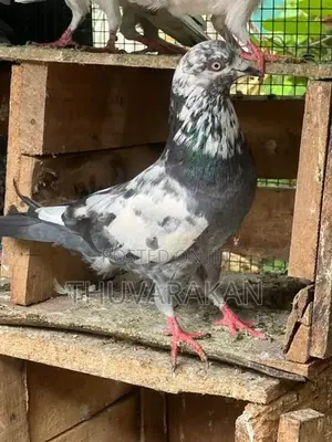 Timing Pigeon